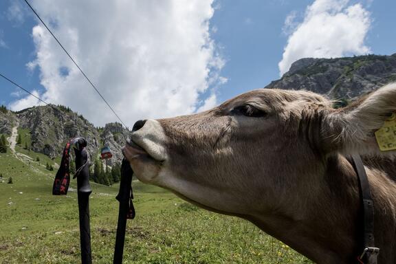 Kuh auf der Alm - Sommerbild Tannheimer Tal